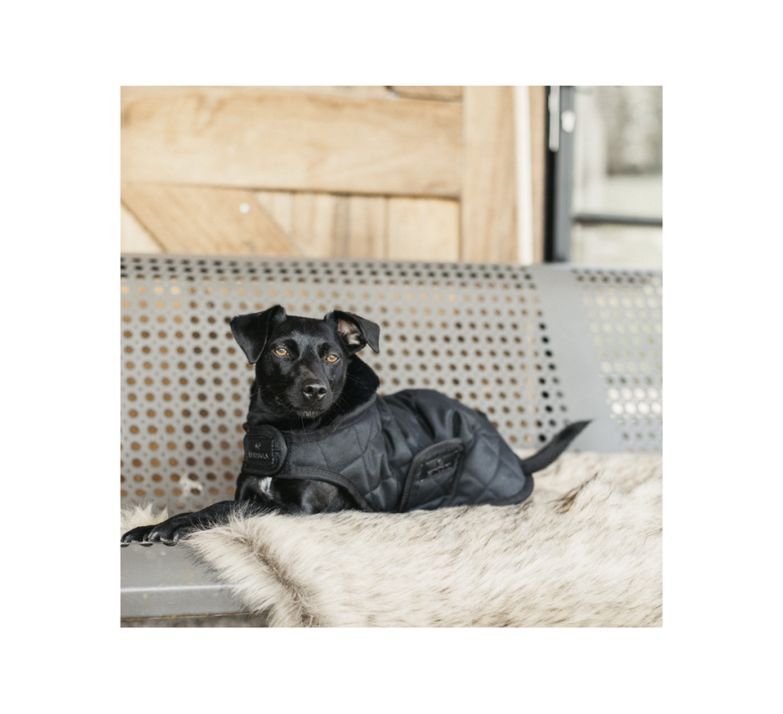 KENTUCKY Couverture chien noir