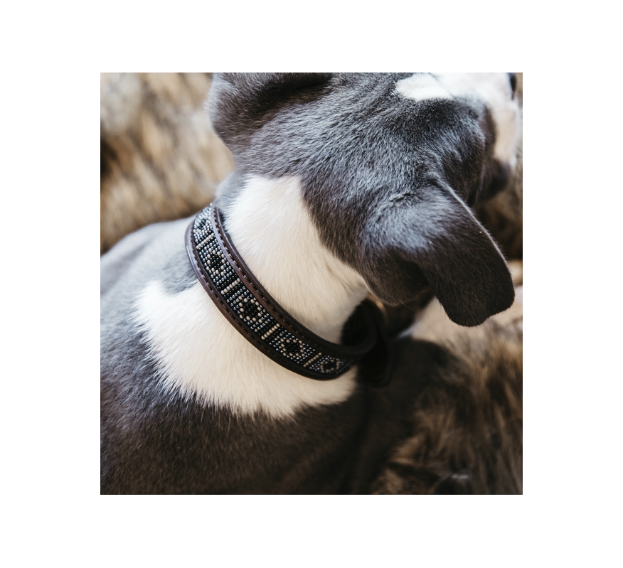 KENTUCKY Collier pour chiens Perles