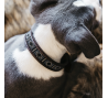 KENTUCKY Hundehalsband-Perlen