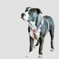 KENTUCKY Velvet Loop Dog Harness