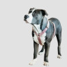 KENTUCKY Harnais pour chien Velvet Loop