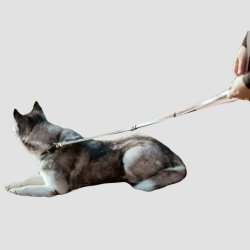 DY'ON Laisse pour Chien Ajustable - Dy'on - Foolfashion.ch