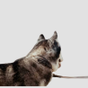 DY'ON Schickes Hundehalsband - Dy'on - Foolfashion.ch