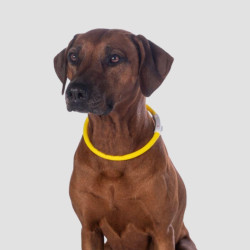 HKM LED Dog Collar - Hkm - Foolfashion.ch