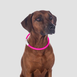 HKM LED-Leuchthalsband für Hunde - Hkm - Foolfashion.ch
