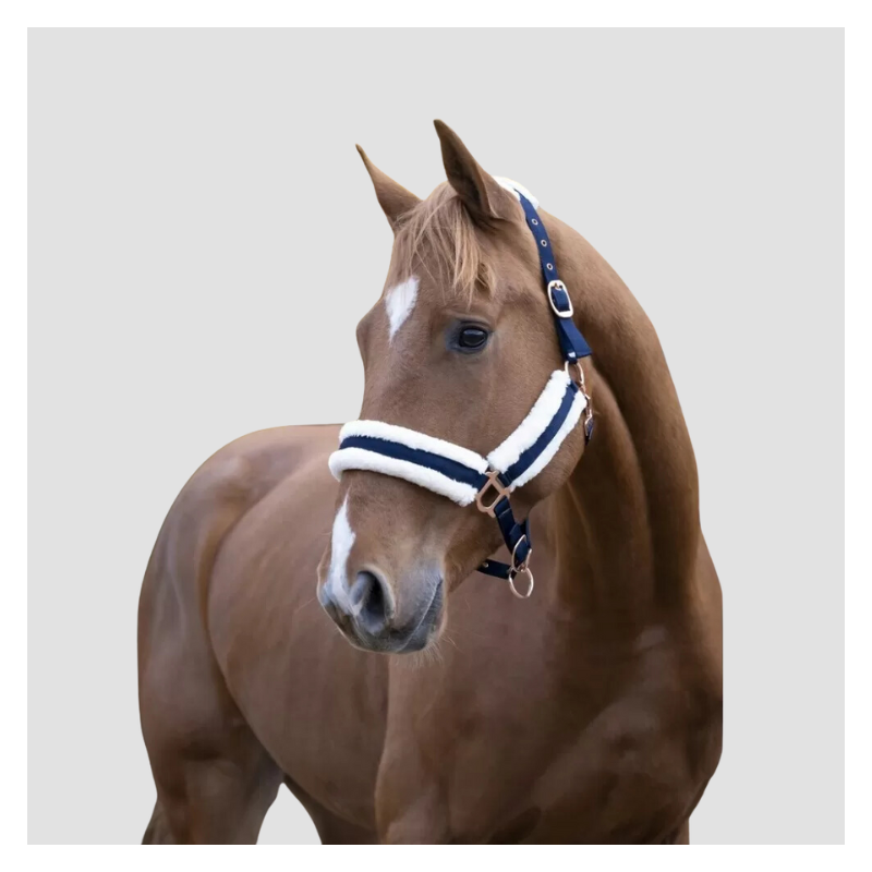 NORTON Licol confort