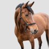 HKM Halfter Classic - Hkm - Foolfashion.ch