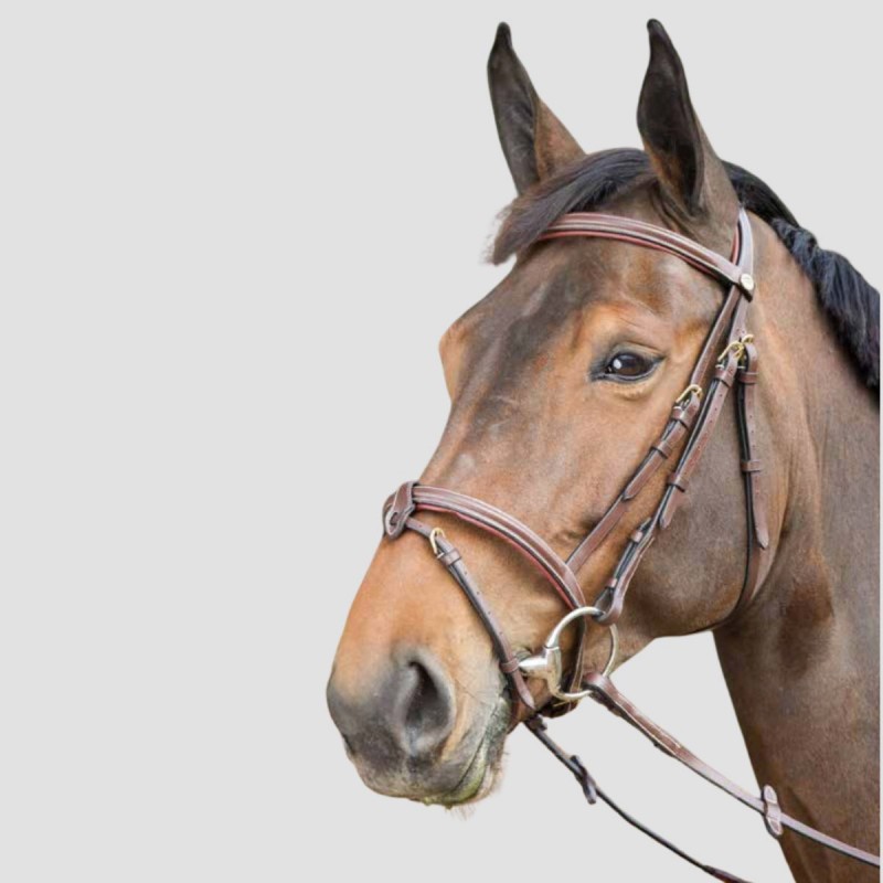 HFI Bridon Anatomic muserolles combinées
