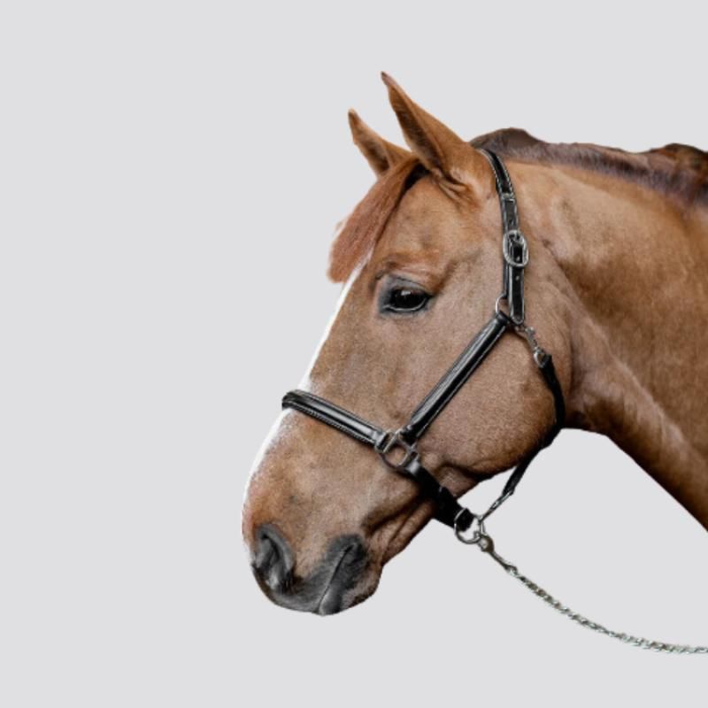 HFI Little Groom Leather Halter - HFI - Foolfashion.ch