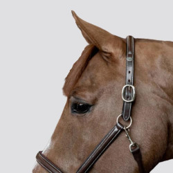 HFI Little Groom Leather Halter - HFI - Foolfashion.ch