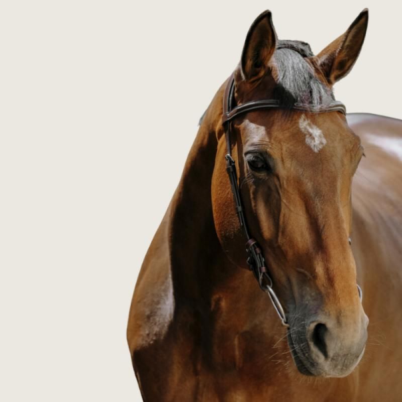 EQUITHEME Trense Norton Freedom - EQUITHEME - Foolfashion.ch