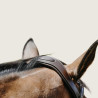 EQUITHEME Bridle Norton Freedom - EQUITHEME - Foolfashion.ch