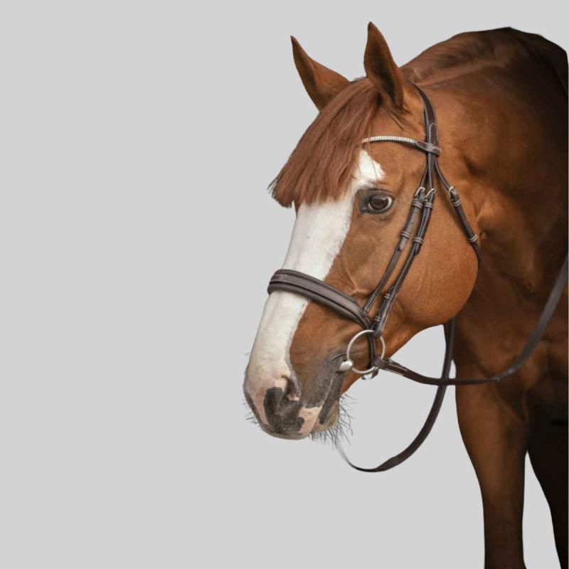 Bridle Pénélope Daily Strass at Foolfashion.ch