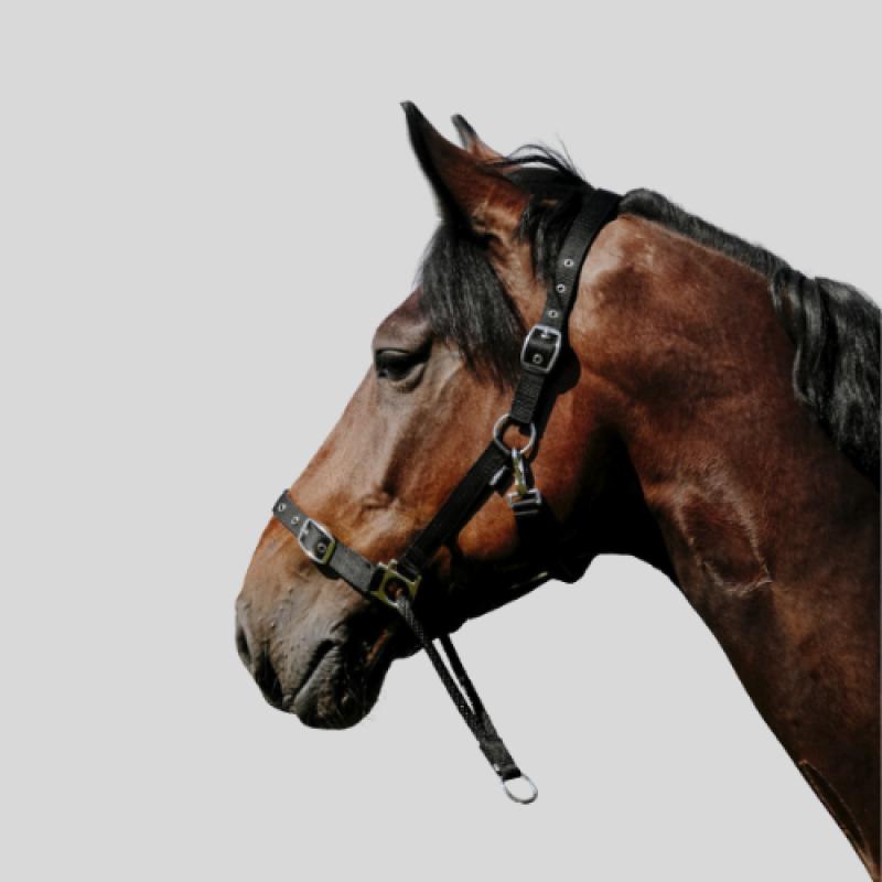 NORTON Erzieherisches Halfter Halter - NORTON - Foolfashion.ch