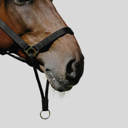 NORTON Licol Educatif Halter