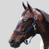 KENTUCKY PLAITED NYLON HALTER