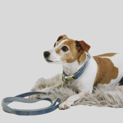 KENTUCKY Halskette Velvet