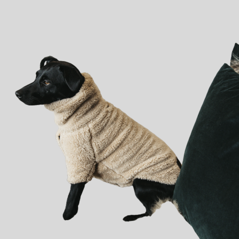 KENTUCKY Pull pour chien Teddy Fleece