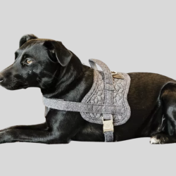 KENTUCKY Hundegeschirr body safe