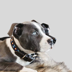 KENTUCKY Necklace for dogs Pearls