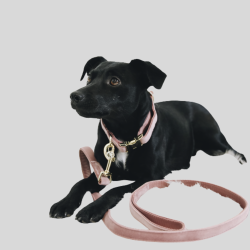 KENTUCKY Leine Velvet 200 CM