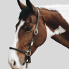 KENTUCKY Leather Grooming Licol