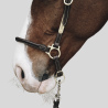 KENTUCKY Leather Grooming Halter - Halter - Foolfashion.ch