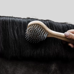 KENTUCKY Brosse à Crinière