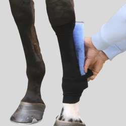 KENTUCKY Chaussette Tendon Grip en bande
