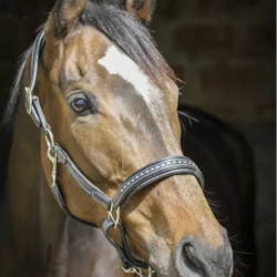 PENELOPE Point Sellier Halter