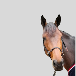 PENELOPE Ethologisches Halfter