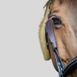 PENELOPE Oeilleres Blinkers