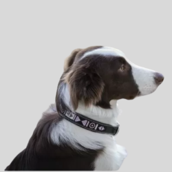 PENELOPE Halsband für Hunde Pearl