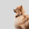 PENELOPE Halsband für Hunde Pearl