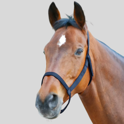 WALDHAUSEN Licol de parc