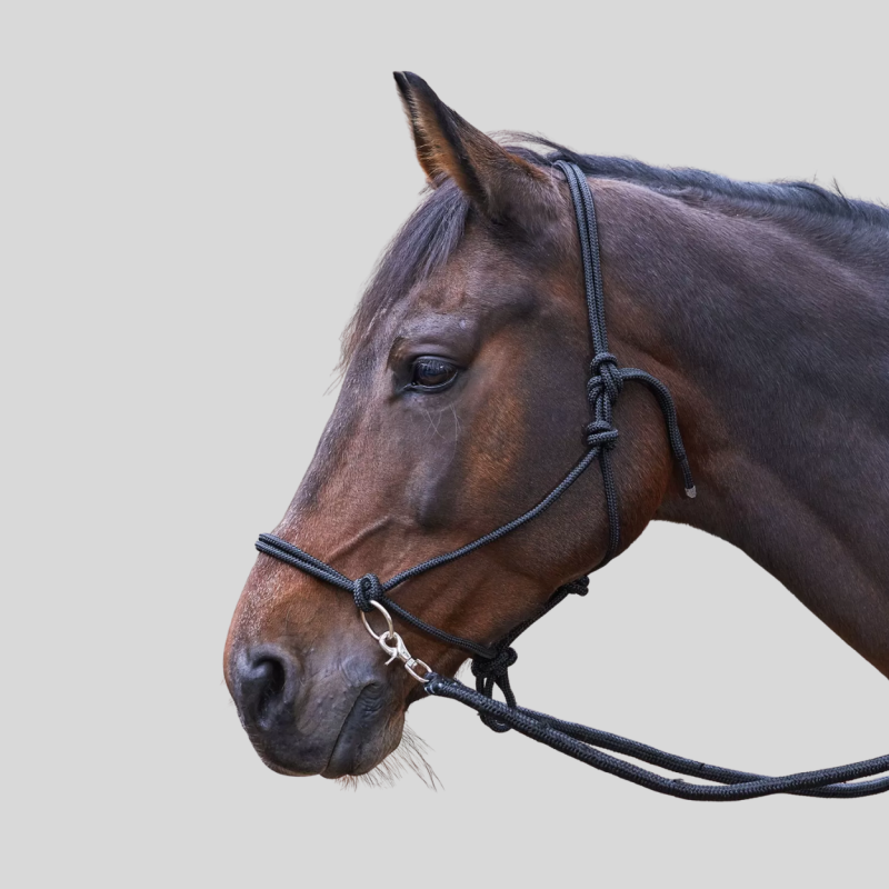 WALDHAUSEN Licol à noeuds avec rênes