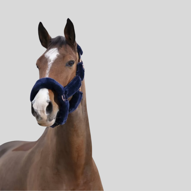 Teddy Rose Gold navy halter