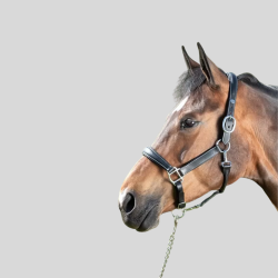 HFI Licol Grooming Cuir