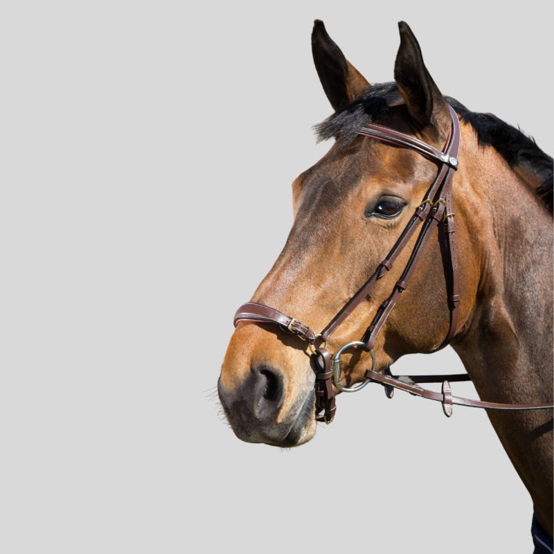 HFI Bride German - Bridles and bridles - Foolfashion.ch