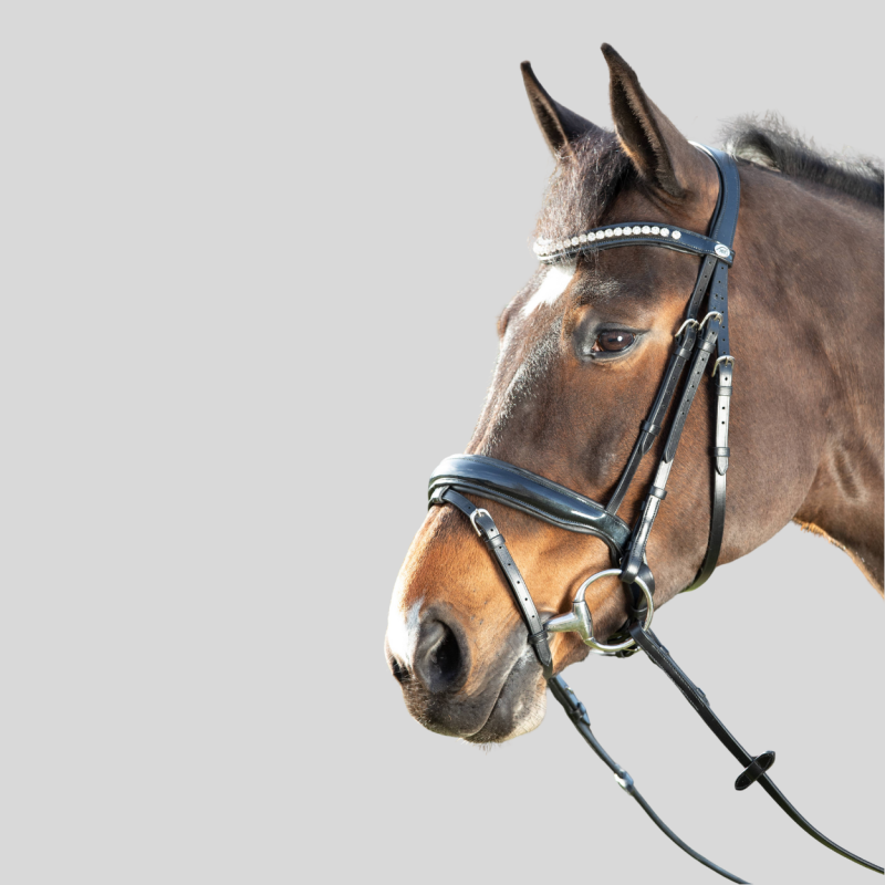 HFI Trense Shiny Schwarz