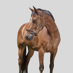 NORTON Licol Pro Grooming