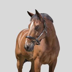 NORTON Halfter Pro Grooming