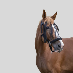 NORTON Frontal chasse-mouches noir