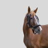 NORTON Frontal chasse-mouches noir