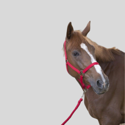 Halter and Longe Riding World Club