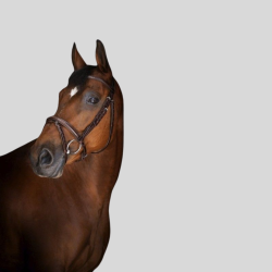 ERIC THOMAS Trense Elite Paris