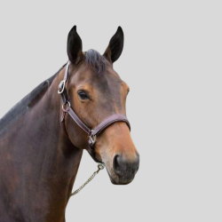 HFI Halter leather halter