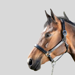 HFI Lederhalfter Halter