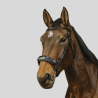 NORTON Bridle Pro Hackamore