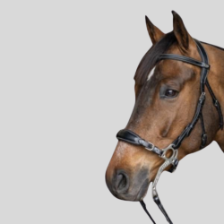 HFI Hackamore-Set